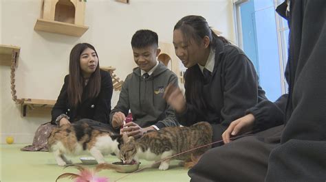 夢見三隻小貓|夢見養三隻貓有什麼寓意